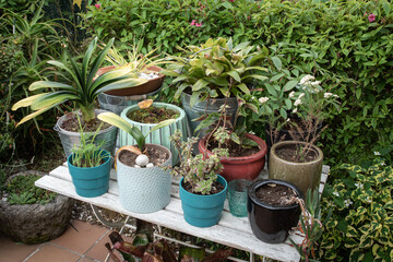 Group of plants and flowers in pot on wooden table. Gardening concept