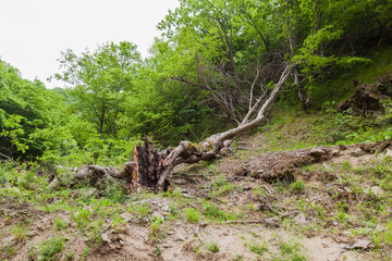  forest rocky creek spring day in nature