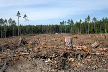 Baumstumpf in abgeholztem Waldgebiet in Zeiten von Klimawandel und Erderwärmung - Stockfoto