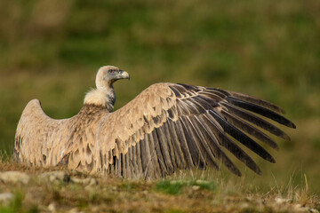 A griffon vulture (Gyps fulvus) with wings open