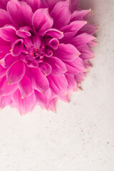 Pink dahlia flower closeup