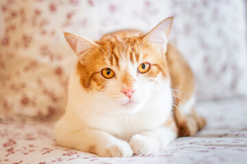 Young yellow cat, watching intently, while resting on the bed. Close up, selective focus