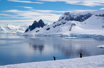 Gentoo penguins on a hill with a fantastic view over the snowy Antarctic landscape