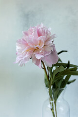 Decorative still life, flower arrangement. Wedding or holiday bouquet of delicate pink peony flowers. shabby white table background. Flat lay, top view. Summer concept. selective focus.