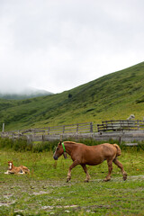 Fototapeta na wymiar horse and foal graze in the meadow