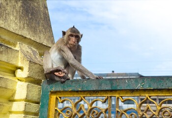 Portrait asia monkey with old city background. Monkey on fence.