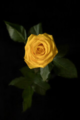 Yellow rose on black background