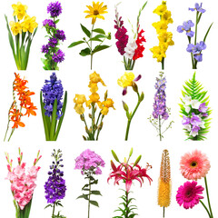 Collection of flowers bouquet lily, delphinium, crocosmia, eremurus, gerbera, gladiolus, iris, daffodil, dahlia, phlox, bell, fern isolated on a white background. Top view, flat lay