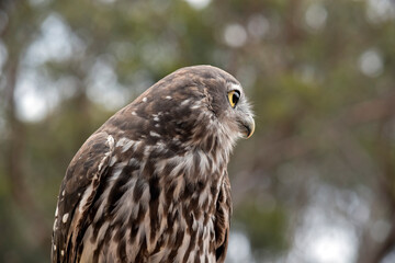 a close up of a barking owl checking his surrounding for predators