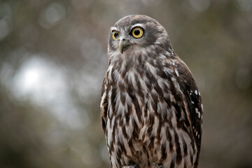 a close up of a barking owl looking for food