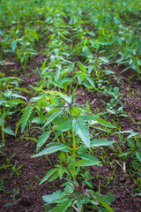 Detail of small young hemp plants. Bio eco-friendly hemp farming in Slovakia.