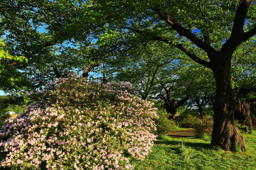 初夏の北上展勝地