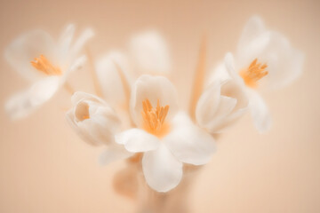 pastel coloured tulips, soft focus image shot against a similar coloured background
