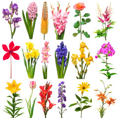 Collection summer of flowers bouquet lily, eremurus, gladiolus, iris, daffodil, phlox, hyacinth, canna, cyclamen, astilbe, tulip, delphinium isolated on a white background. Top view, flat lay