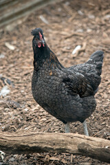 this is a black chicken with a red wattle and comb