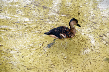 the plumed whistling duckling is swimming in a pond