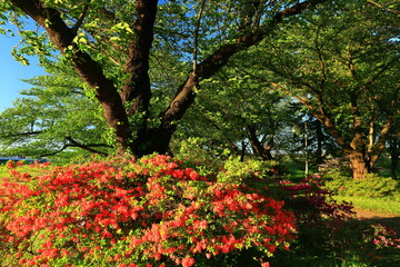 初夏の北上展勝地
