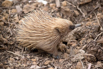 the short nosed echidna is looking for ants