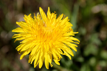 yellow dandelion flower close up, spring background