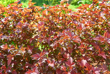 Natural background of red leaves of the common ninebark. Physocarpus opulifolius. Close-up.