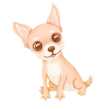 Watercolor closeup portrait of chihuahua dog isolated on white background. funny dog posing on dog show. Hand drawn sweet home pet. Popular toy smallest dog. Greeting card design clip art illustration