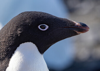 Portrait of an adelie penguin © Sandra