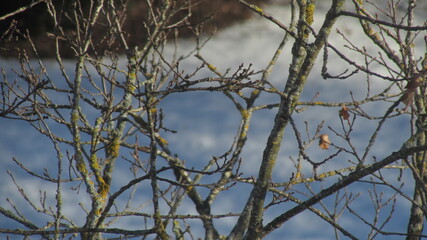 tree branches in winter