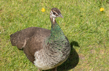 Peacock with green grass 