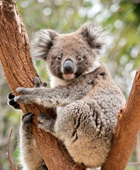 the young koala is in the fork of a tree