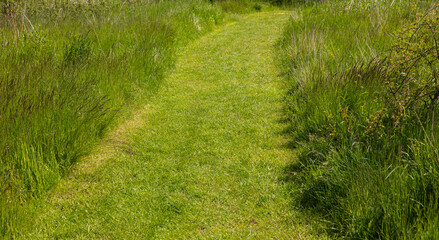 Pathway in the green grass