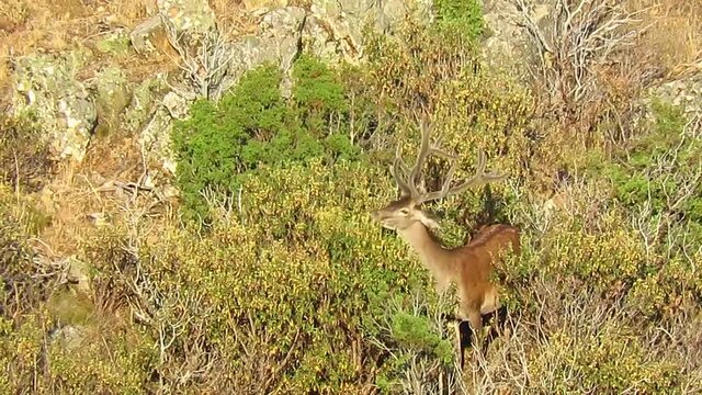 Ciervo macho comiento