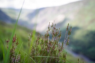 green grass and veresk in the morning