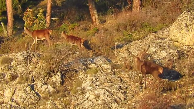 Ciervo macho detr&aacute;s de las ciervas en berrea