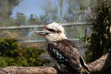 laughing bird sitting looking 