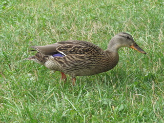 duck on the grass