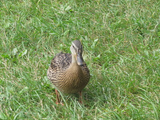 duck on the grass