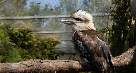 Obraz premium laughing bird sitting looking 