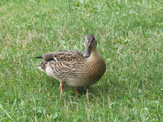 duck on the grass