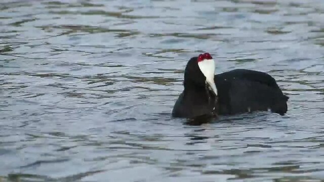 Focha cornuda (Fulica cristata) aliment&aacute;ndose en la laguna
