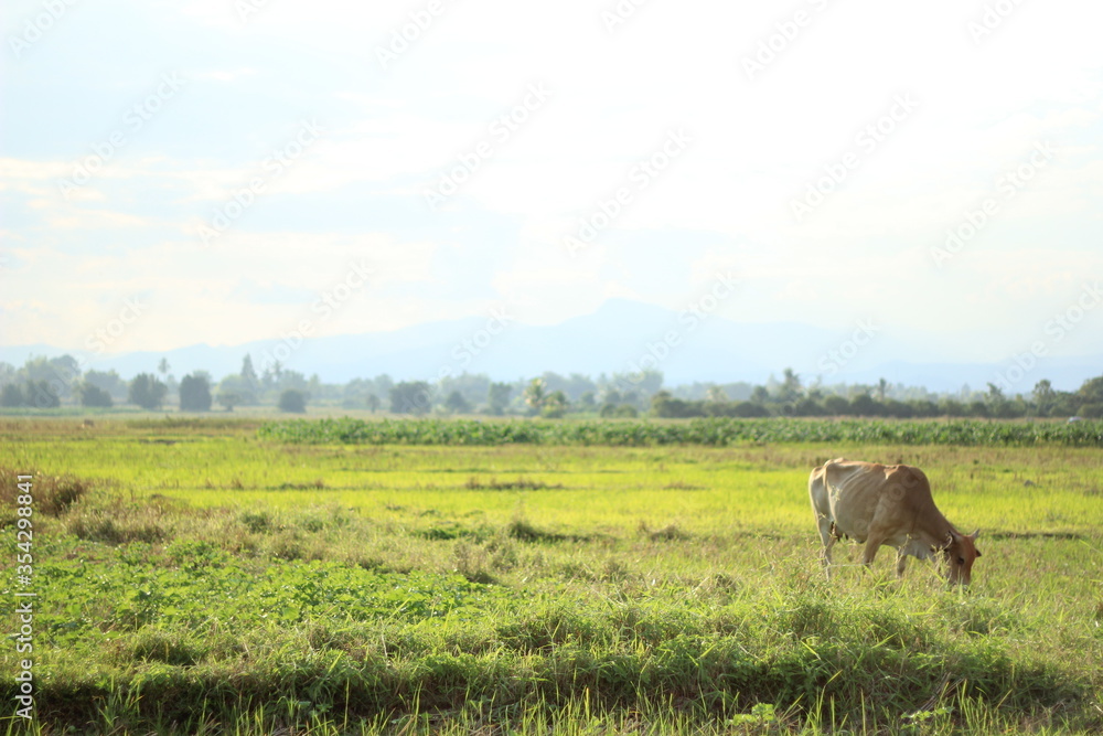 Wall mural a cow is eating grass in a rice field