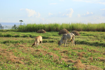 Obraz na płótnie Canvas cows are eating grass in a rice field