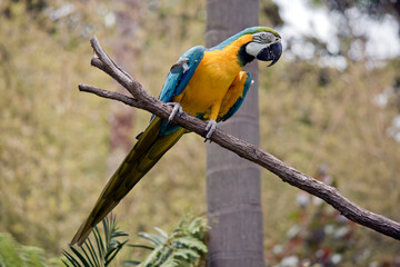 the blue and gold macaw is perched on a tree branch