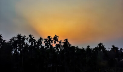 sunset in the forest