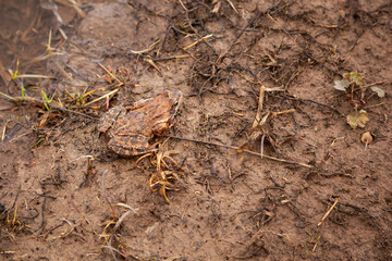 European toad swimming in pond water