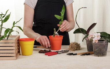 Woman transplanting an orchid flower in a pot on table with inventory