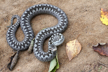 Grey viper or adder venomous snake in attacking or defencive pose rolled in knit on brown spring...