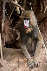 the young mandrill is sitting on a rock
