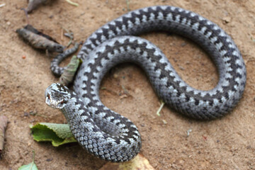Grey viper or adder venomous snake in attacking or defencive pose rolled in knit on brown spring...
