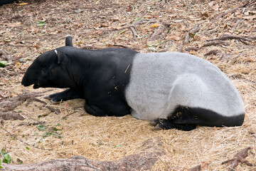 the malayan tapir is the largest of all 4 breeds of tapir