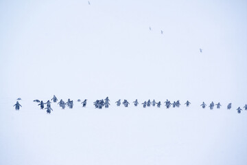The march of the penguins